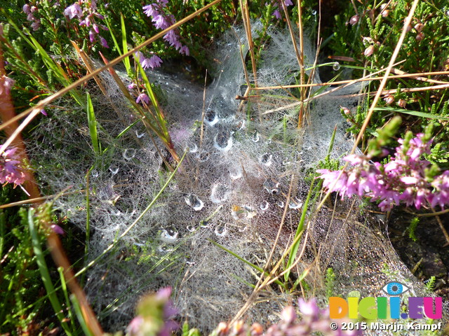 FZ020334 Waterdrops collected on spiderwebs in heather (Calluna vulgaris)